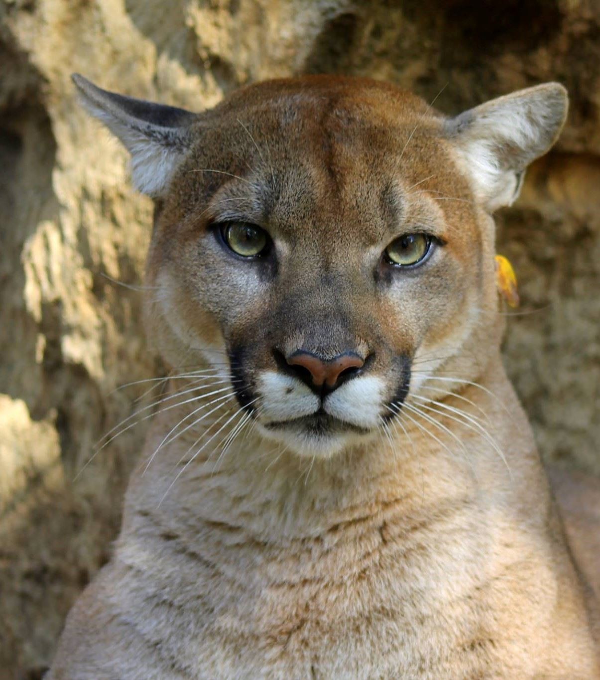 Mountain Lion (Cougar)